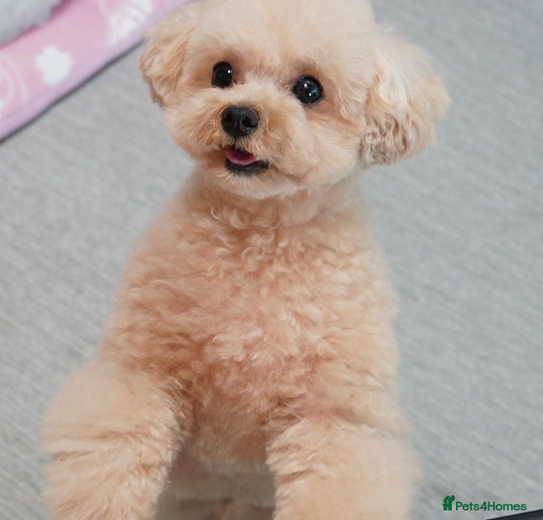 Toy Poodle dogs for sale: Cute Apricot Toy Poodle looking for a new home  - Image 2