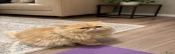 Persian cats for sale: GOLDEN PEDIGREE PERSIAN  - Advert 2