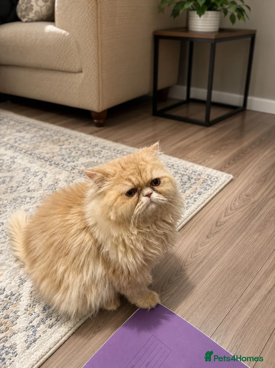 Persian cats for sale: GOLDEN PEDIGREE PERSIAN  - Advert 2