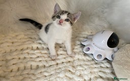 British Shorthair cats for sale: Beautiful Fluffy Kitten.  - Image 6