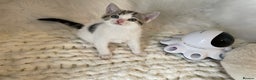 Domestic Shorthair cats for sale: Beautiful Fluffy Kitten.  - Advert 6