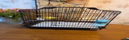 Canaries birds for sale: Two Canaries for Sale with Cage & Full Setup - Advert 4