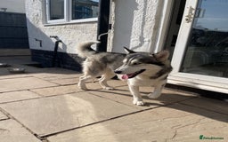 Siberian Husky dogs for stud: PROVEN KC Registered Siberian Husky Stud ONLY in Solihull - Image 16