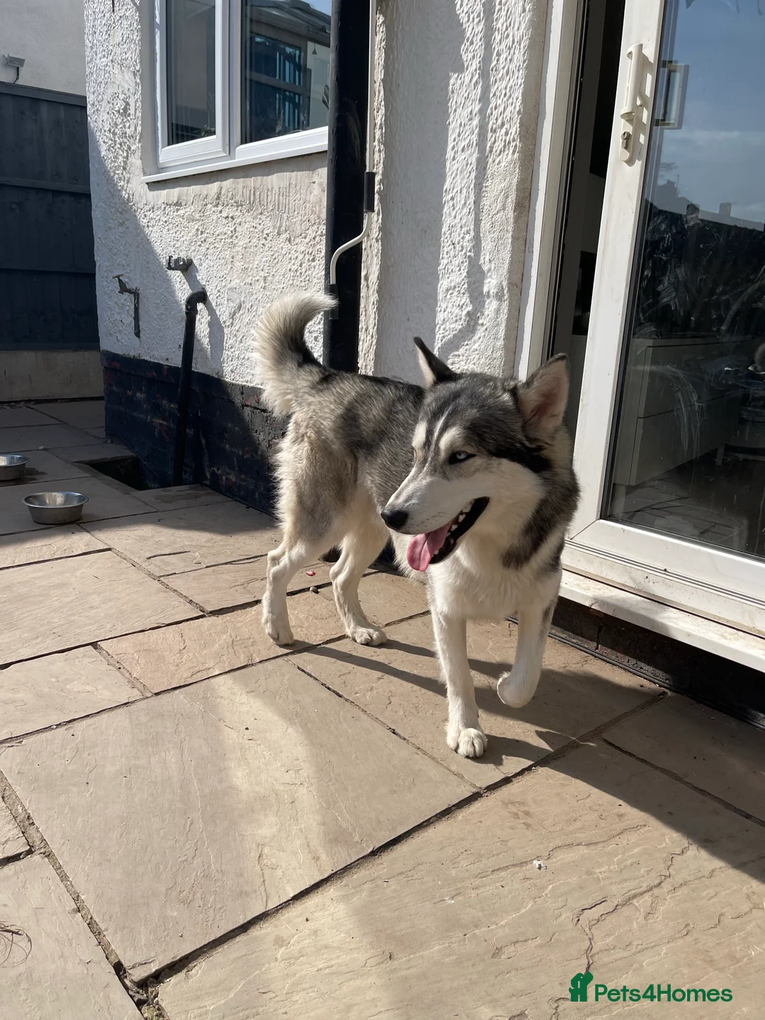 Siberian Husky dogs for stud: PROVEN KC Registered Siberian Husky Stud ONLY in Solihull - Advert 16