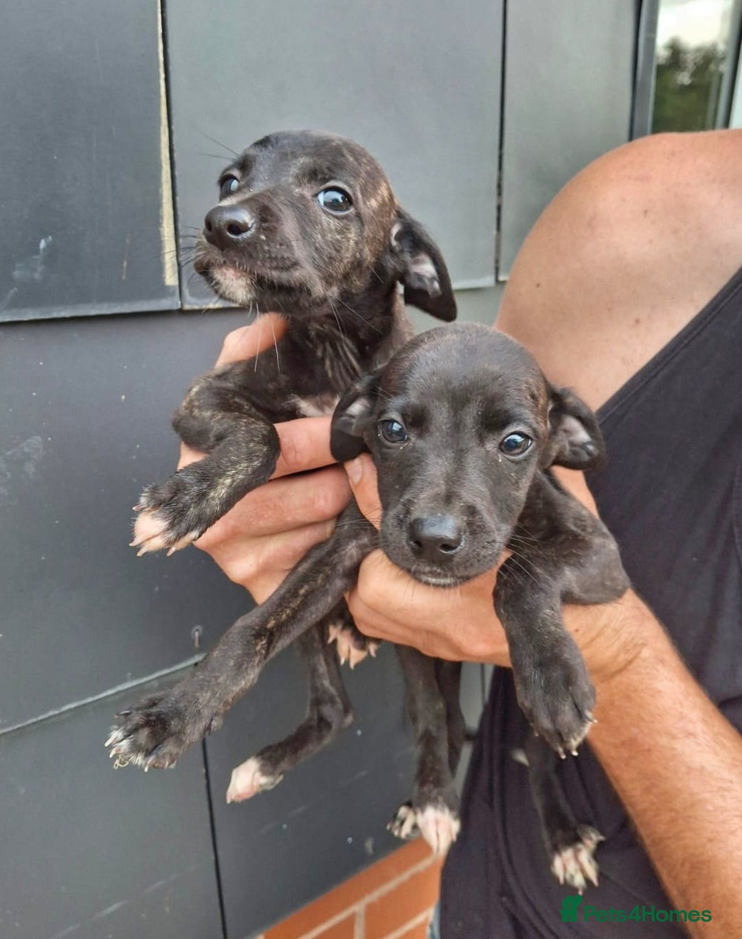 Mixed Breed dogs for sale: Lurcher puppies  - Image 2