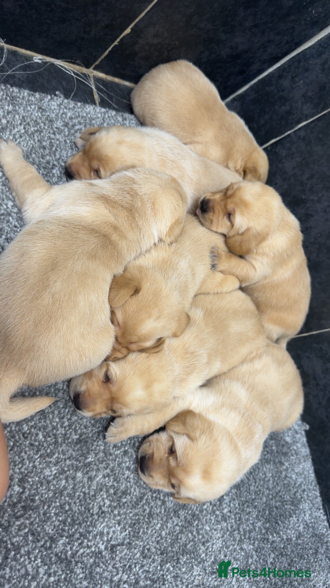 Labrador Retriever dogs Beautiful chunky Labrador pups  - Advert 1