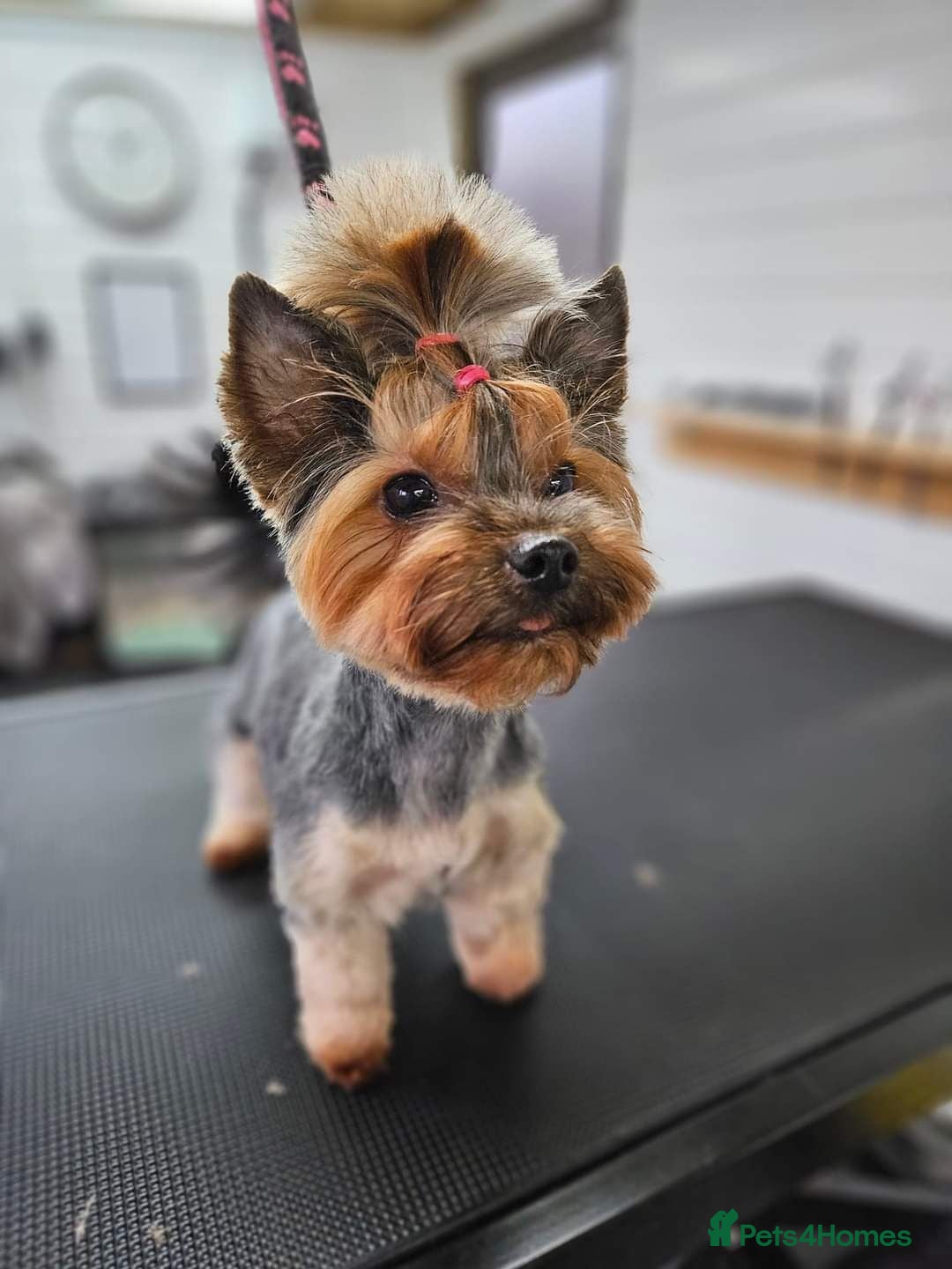 Yorkshire Terrier dogs Yorkshire Terrier Puppys  - Advert 1