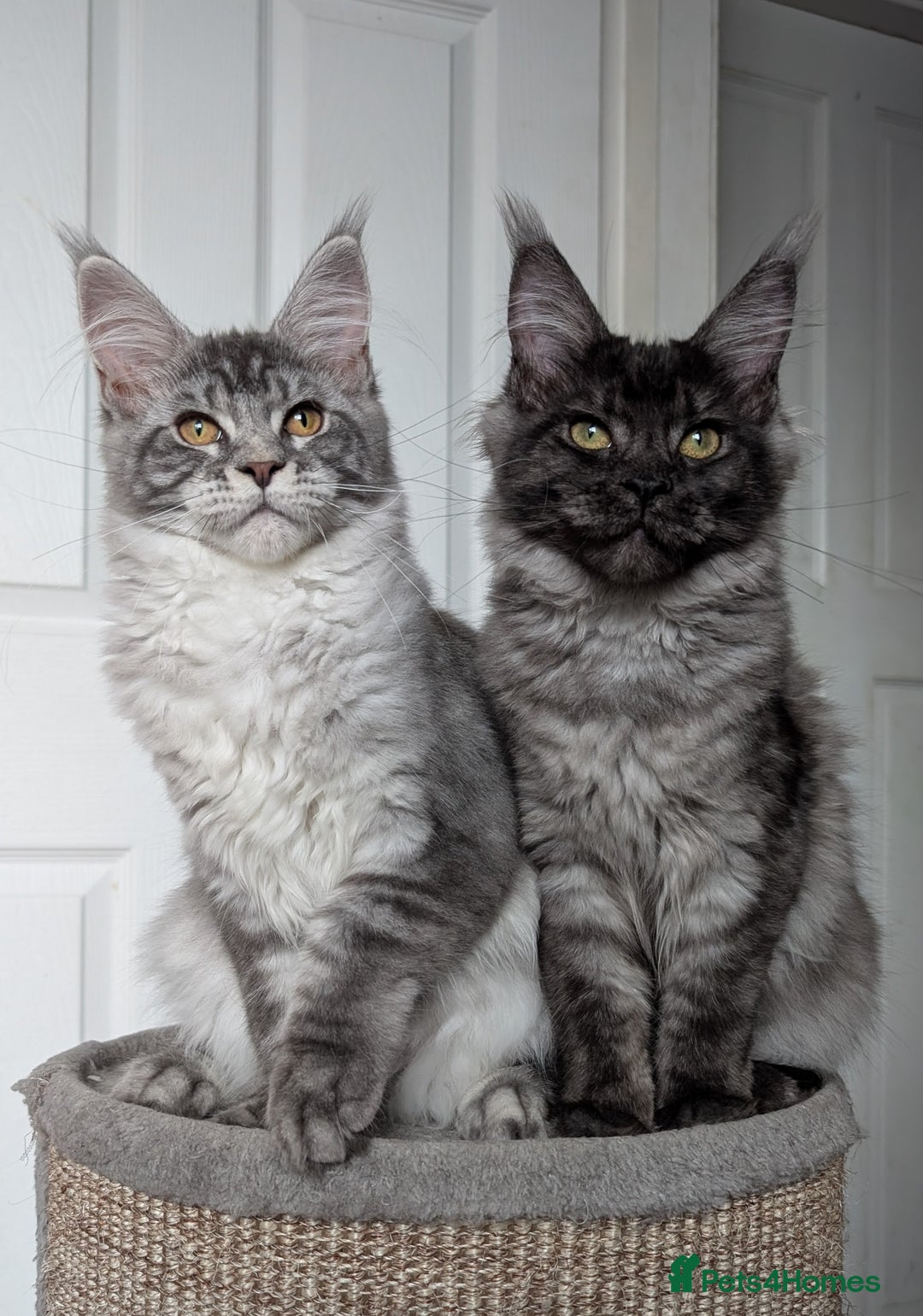 Maine Coon cats for sale:  LAST Black Smoke Maine coon girl available  - Image 6