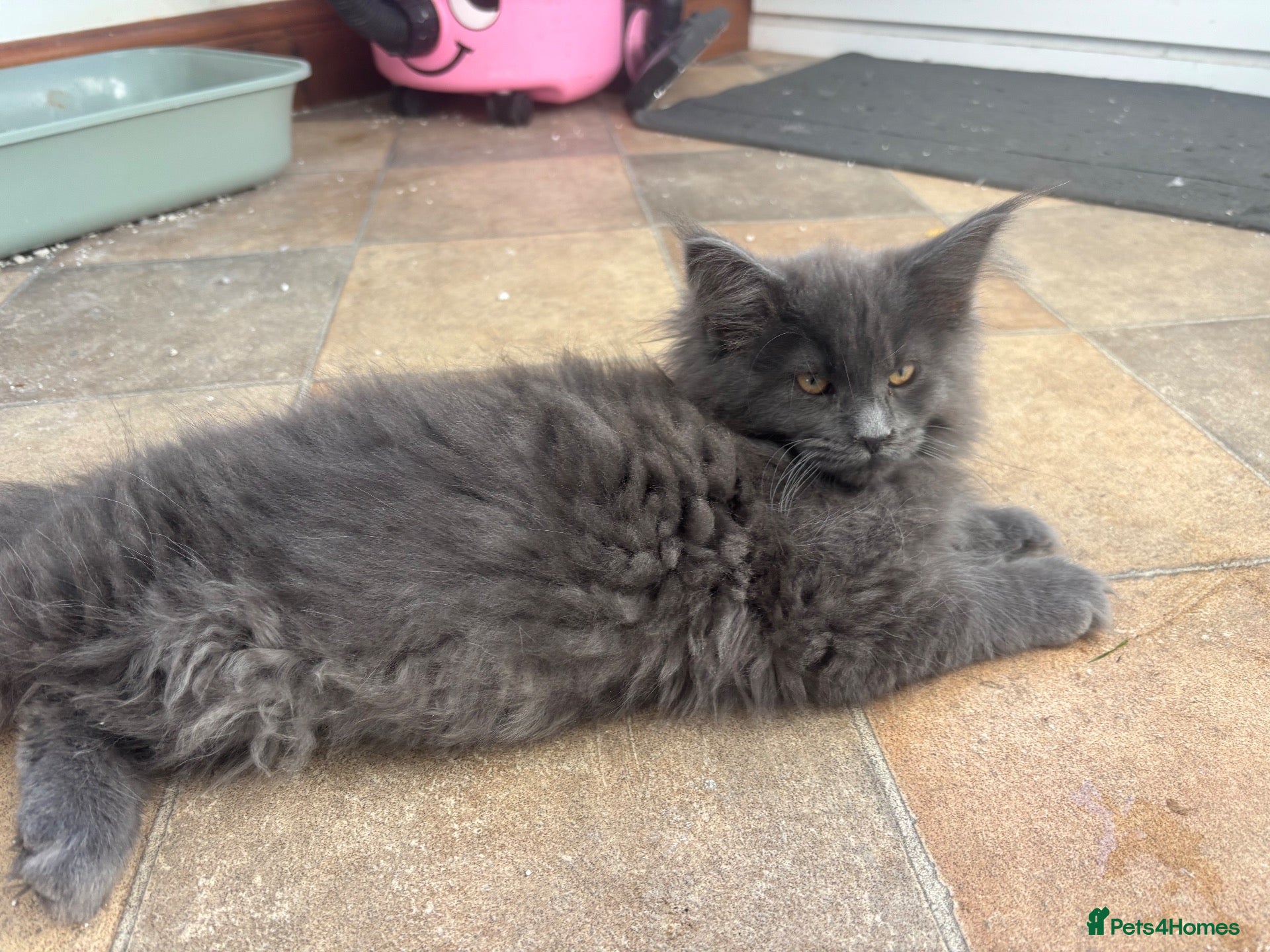 Maine Coon cats Stunning pedigree Maine coon kittens - Advert 2