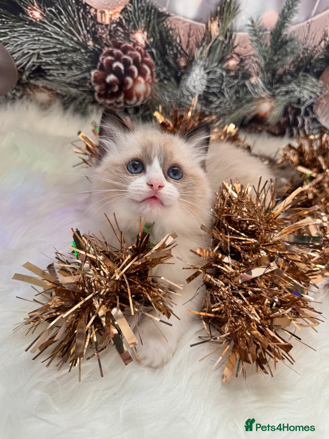 Ragdoll cats for sale: 🏆 gccf ragdoll grand champion kittens 🏆 - Advert 15