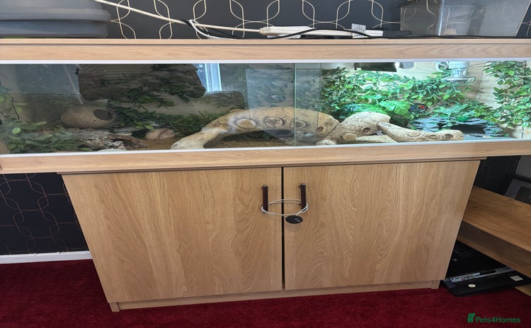 Leopard Gecko reptiles - Advert 4