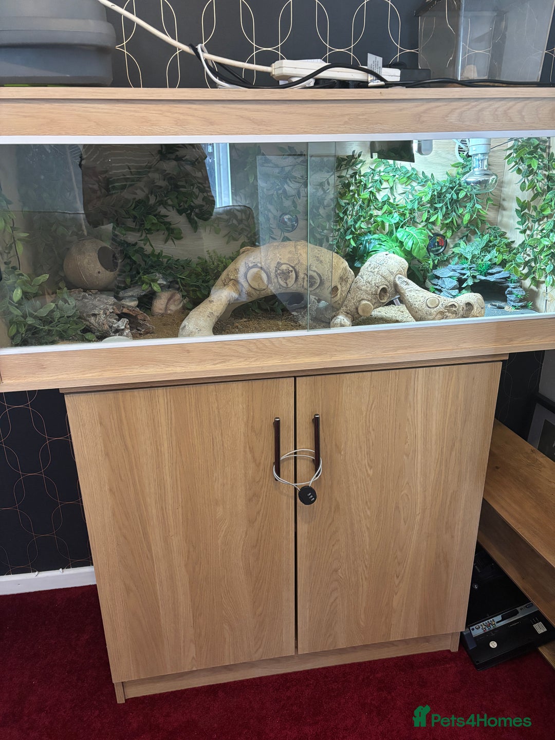 Leopard Gecko reptiles for sale: Leopard gecko with enclosure  - Image 1