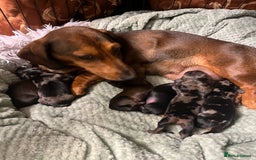 Dachshund dogs for sale: Miniature Dachshunds - Image 15