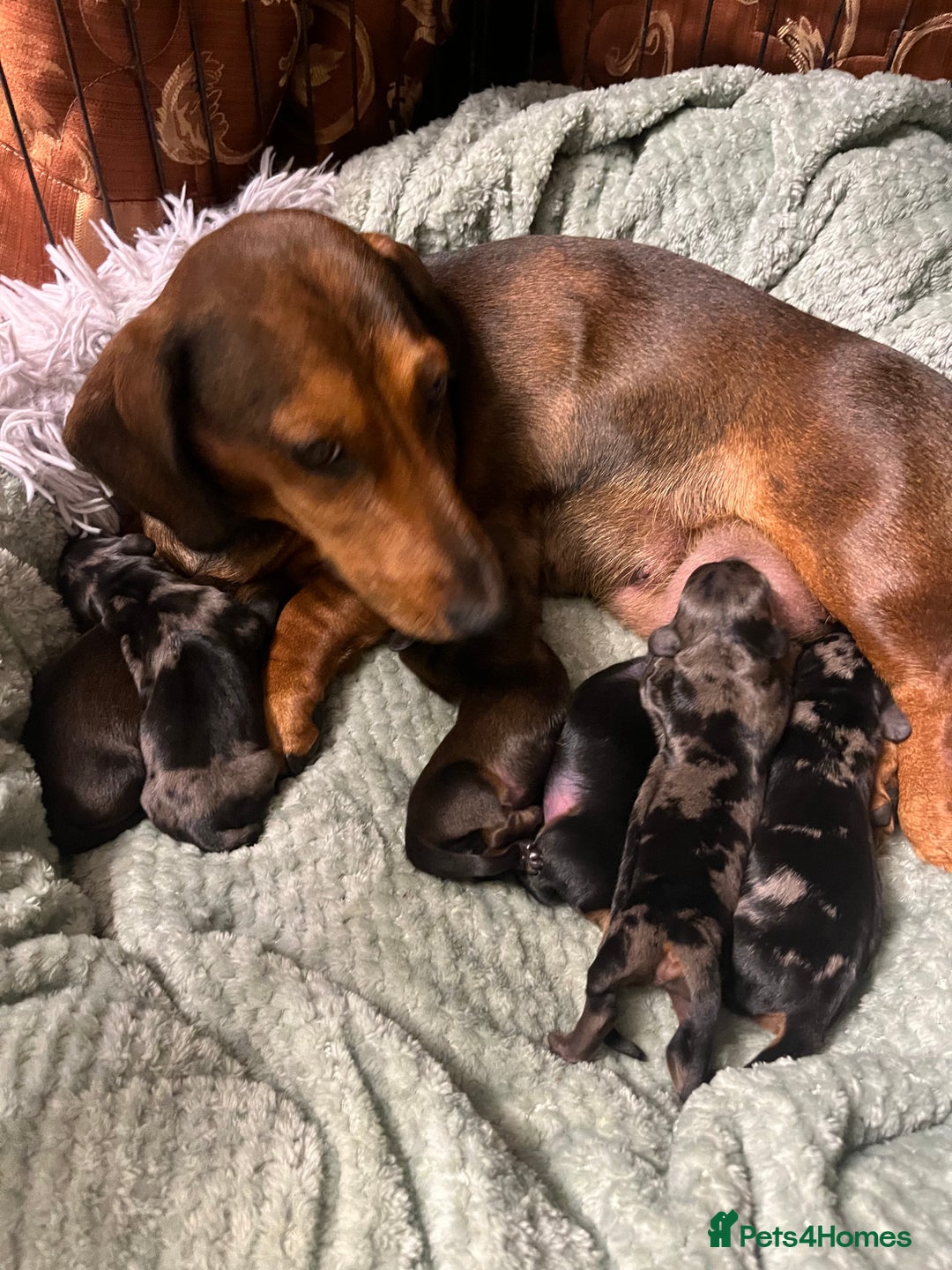 Dachshund dogs for sale: Miniature Dachshunds - Image 15