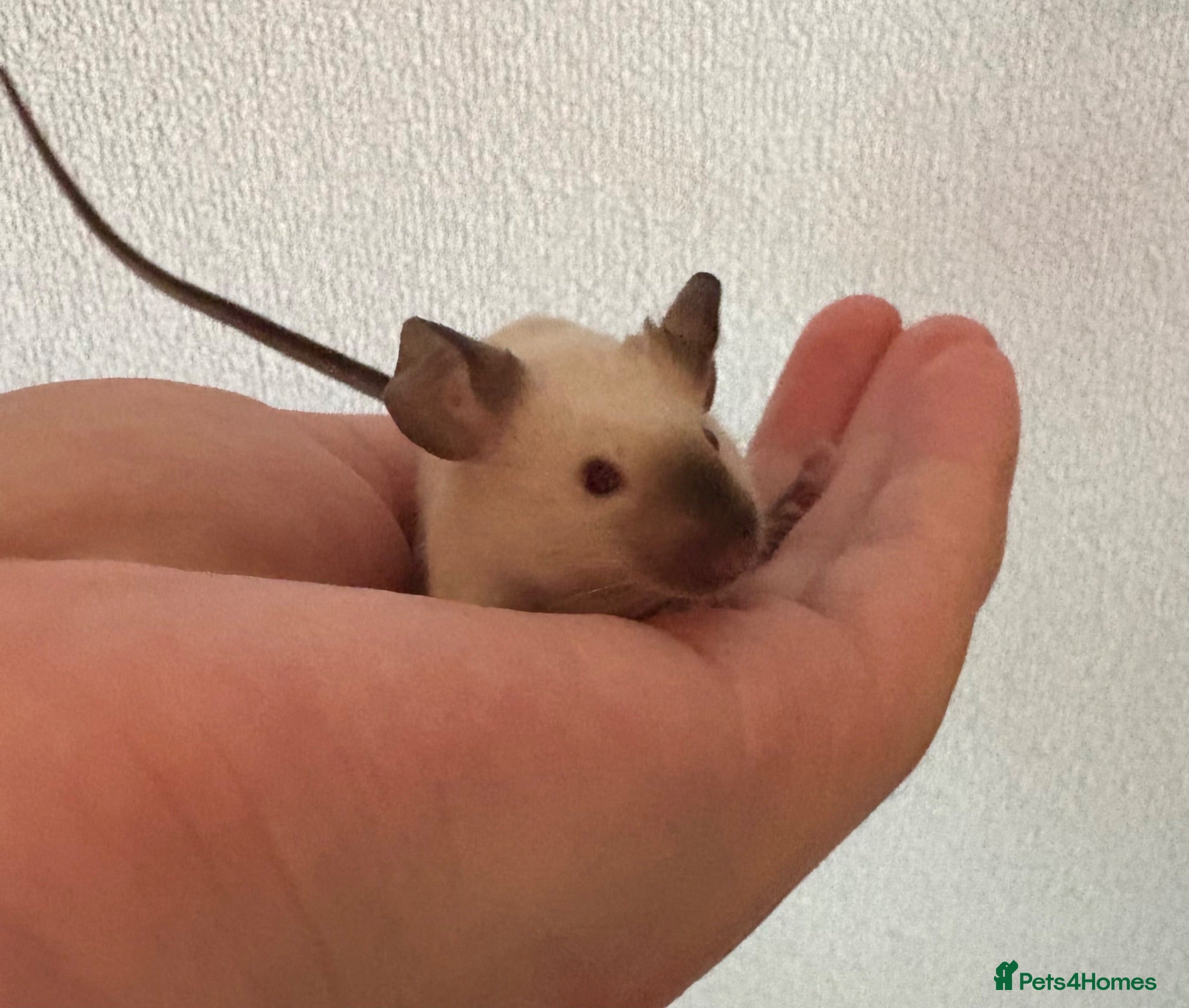Mouse rodents LAST LEFT: 1 SIAMESE BOY & 1 FLUFFY CREAM BOY   - Advert 24