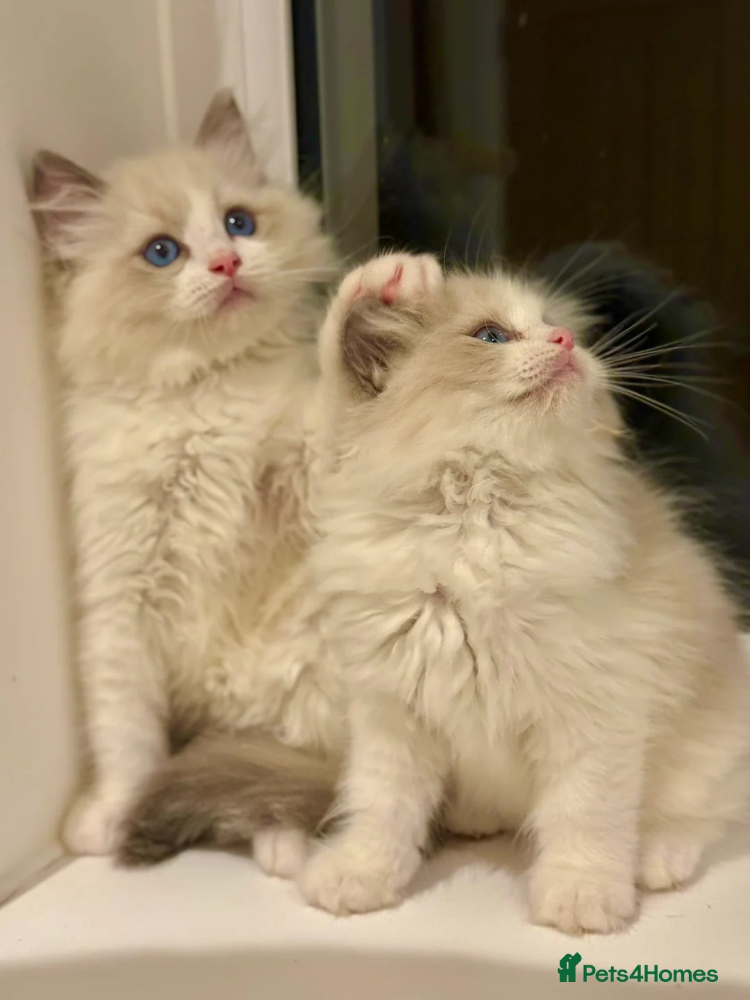 Ragdoll cats for sale: Beautiful Ragdoll Kittens  - Advert 7