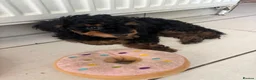 Toy Poodle dogs for sale: Beautiful hypoallergenic Toy poodle pups  - Advert 4