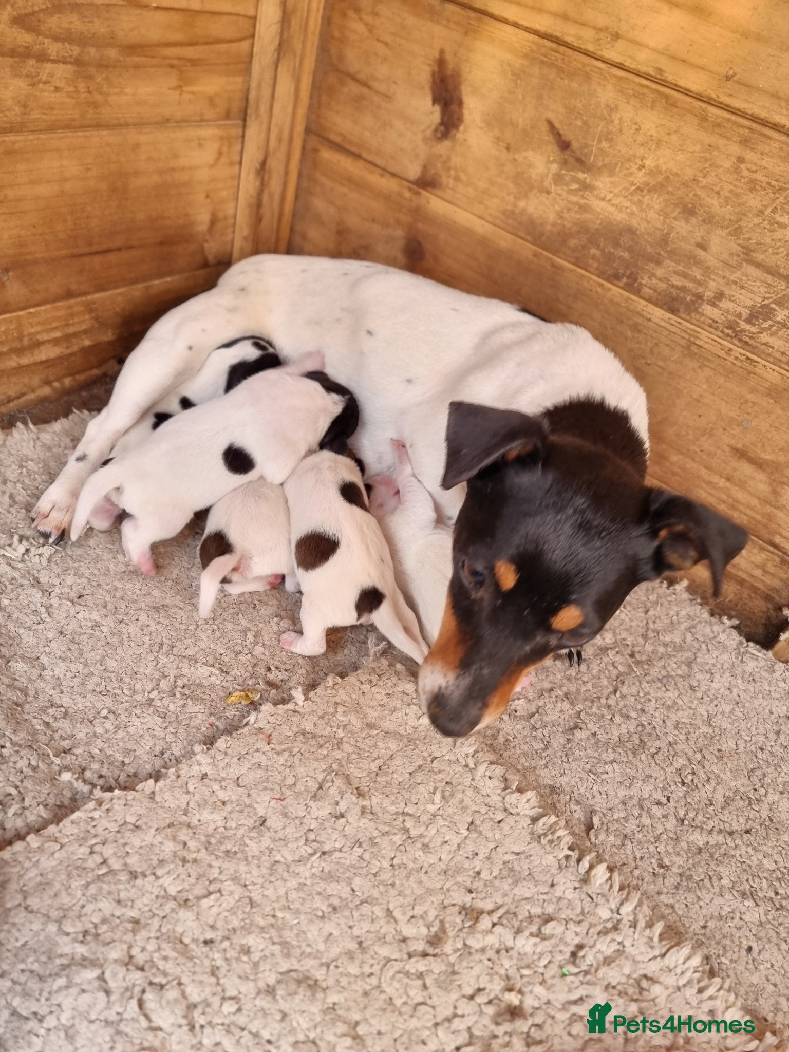 Jack Russell dogs Jack Russel pups  - Advert 1