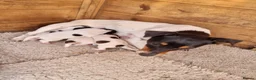 Jack Russell dogs for sale: Jack Russel pups  - Advert 1