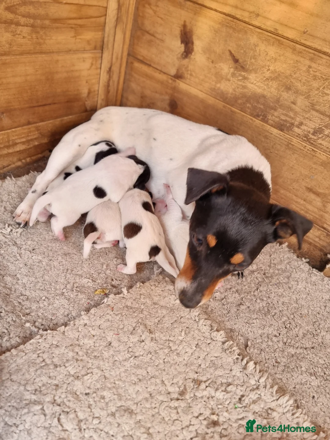 Jack Russell dogs for sale: Jack Russel pups  - Advert 1