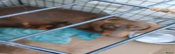 Jackshund dogs for sale: Dachshunds x jackrussell puppys - Advert 9