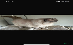 Ragdoll cats for stud: Gccf & TICA CARRYING CHOCOLATE  gccf ragdoll stud  in Merthyr Tydfil - Image 6