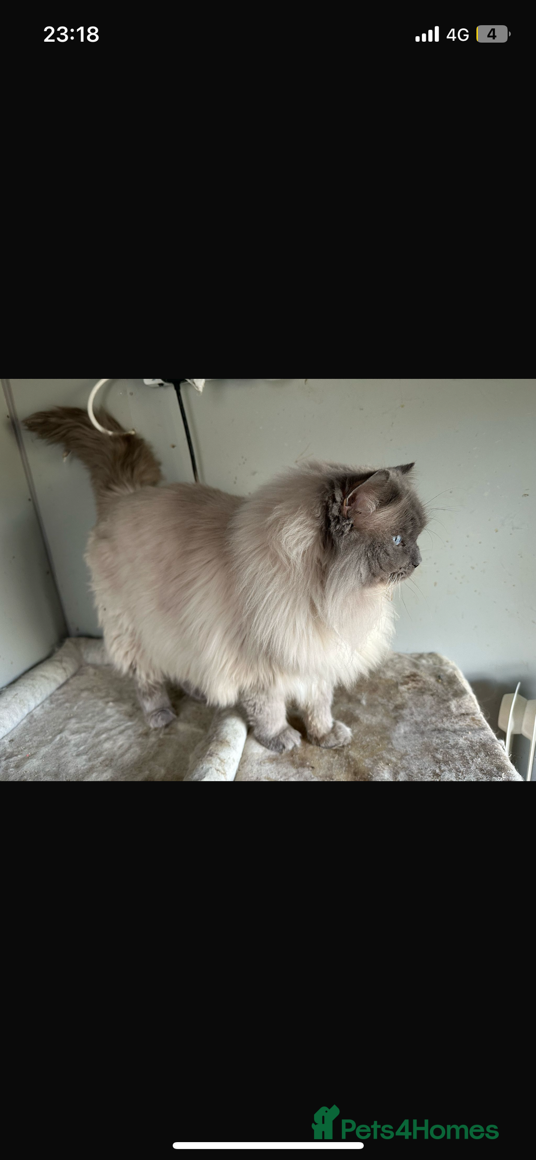 Ragdoll cats for stud: Gccf & TICA CARRYING CHOCOLATE  gccf ragdoll stud  in Merthyr Tydfil - Image 6