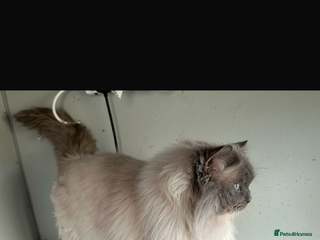 Ragdoll cats 🏆Gccf/TICA CARRYING CHOCOLATE gccf ragdoll stud in Merthyr Tydfil - Advert 8