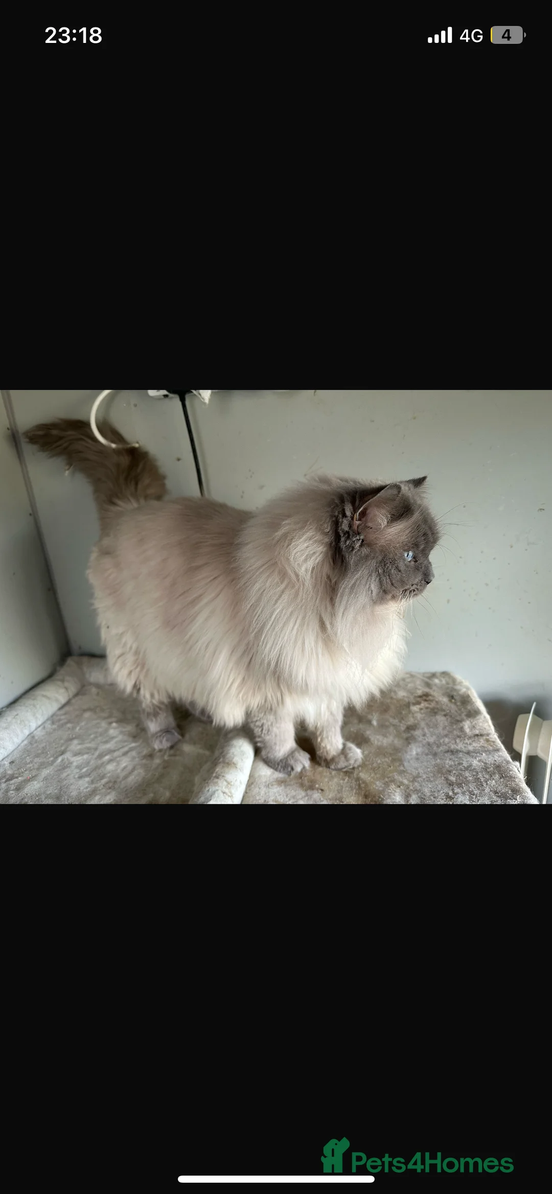 Ragdoll cats for stud: 🏆Gccf/TICA CARRYING CHOCOLATE  gccf ragdoll stud  in Merthyr Tydfil - Advert 3