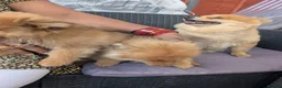 Pomeranian dogs for sale: 2 LEFT!! Purebred Cute fluffy Pomeranian Puppies! in Croydon - Advert 14
