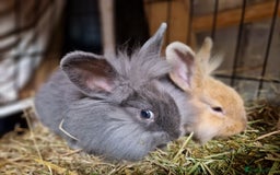 Lionhead rabbits for sale: Lovely little lionhead and lion lops m/f babies  - Image 6