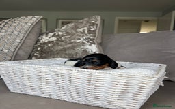 Miniature Dachshund dogs for sale: KC registered longhair Piebald puppies  - Image 21