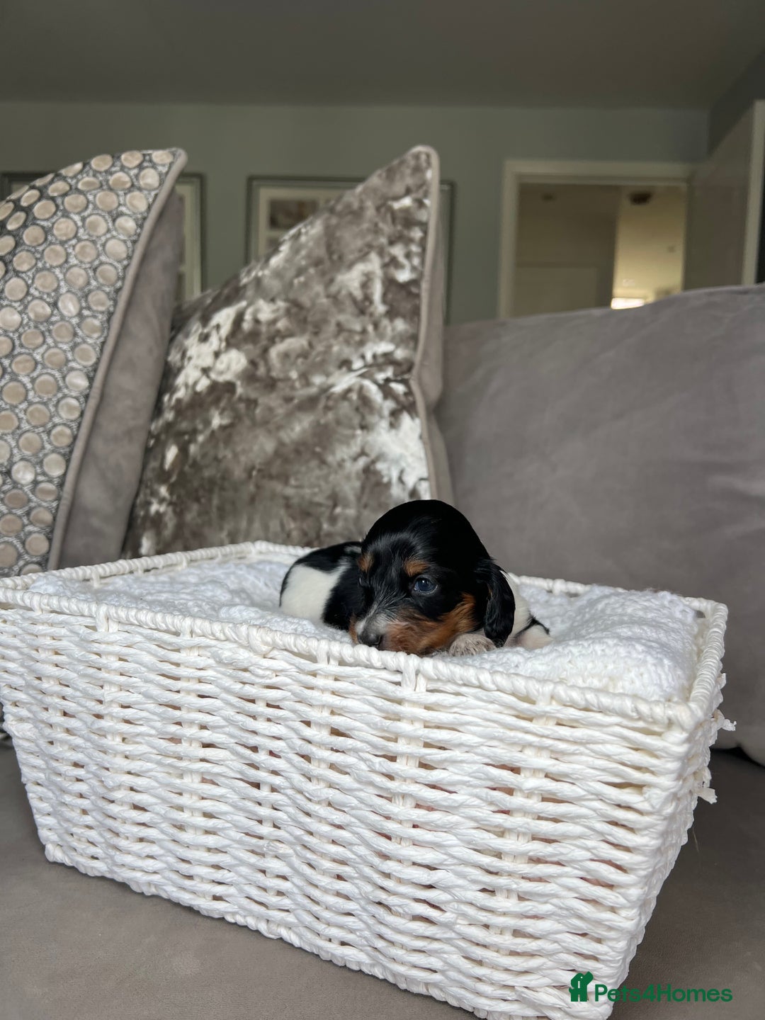 Miniature Dachshund dogs for sale: KC registered longhair Piebald puppies  - Image 21