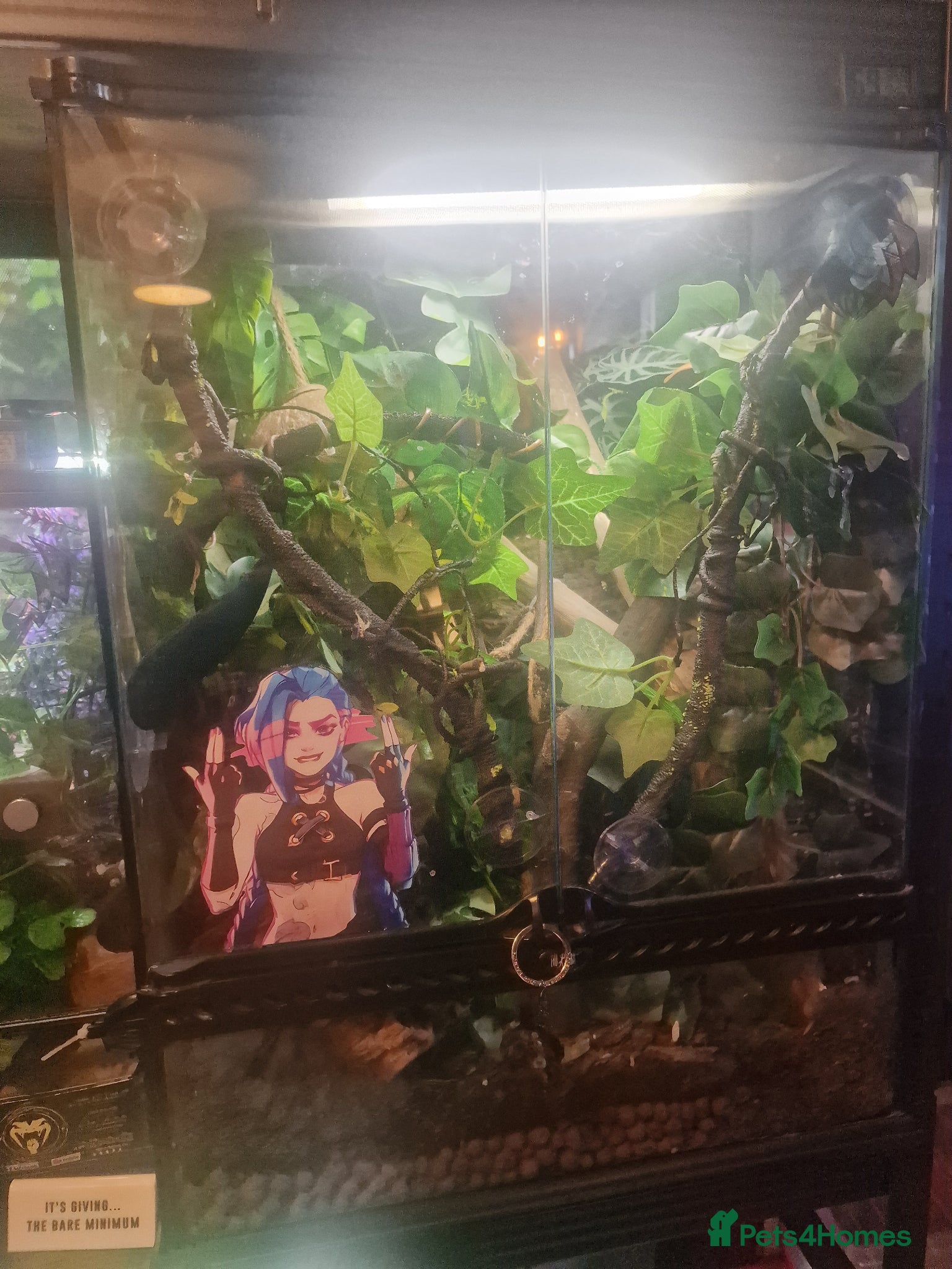 Gecko reptiles for sale: 8x Crested geckos/Full collection available!  - Advert 23