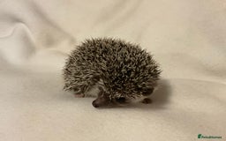 Pygmy Hedgehog rodents for sale: African Pygmy hedgehogs ,several different colours - Image 3