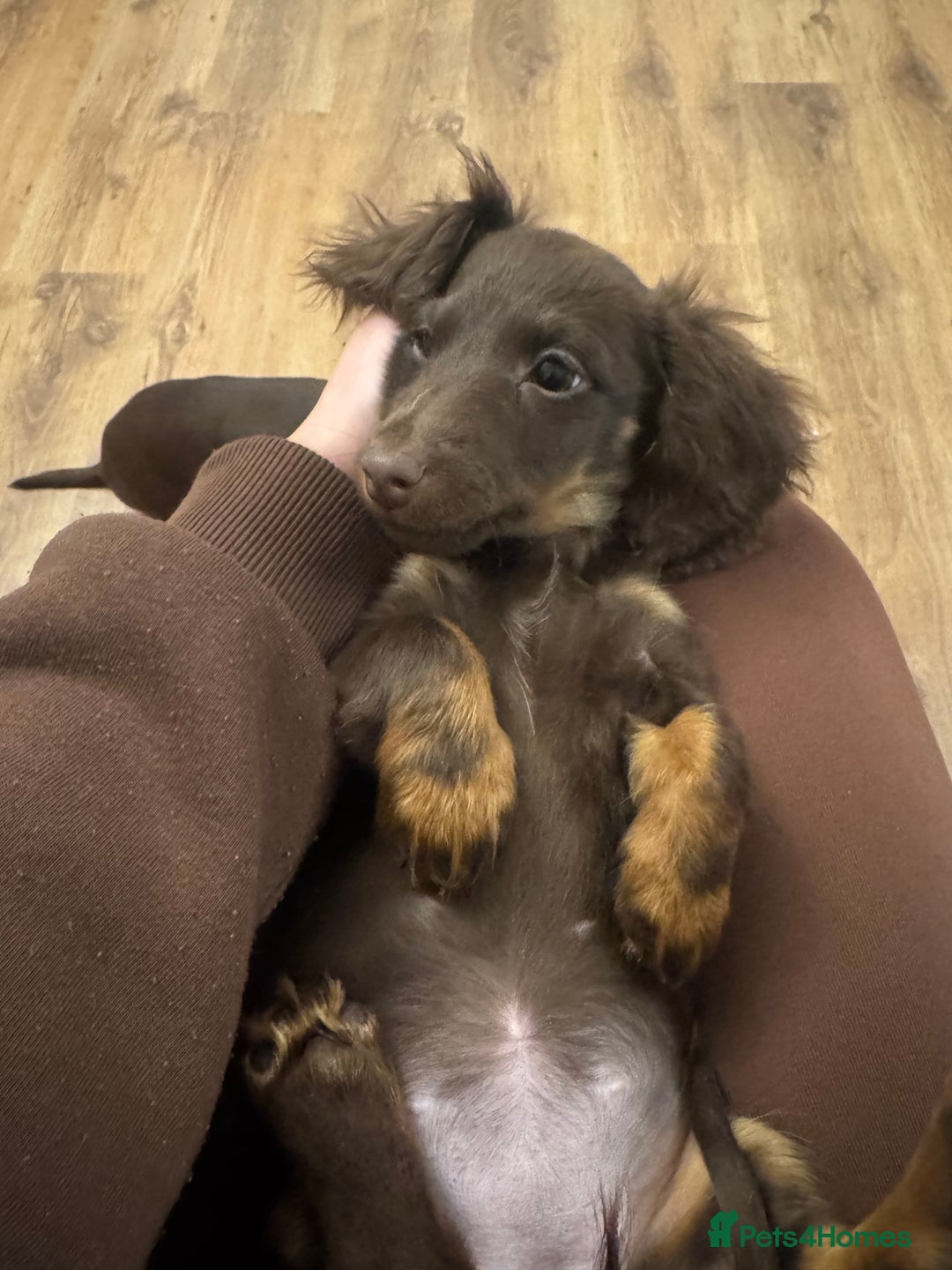 Dachshund dogs for sale: Female  - Advert 5