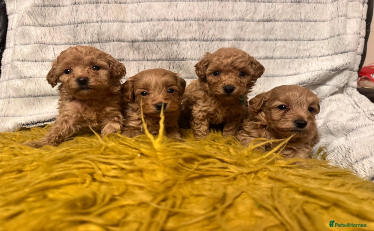 Maltipoo dogs - Advert 1