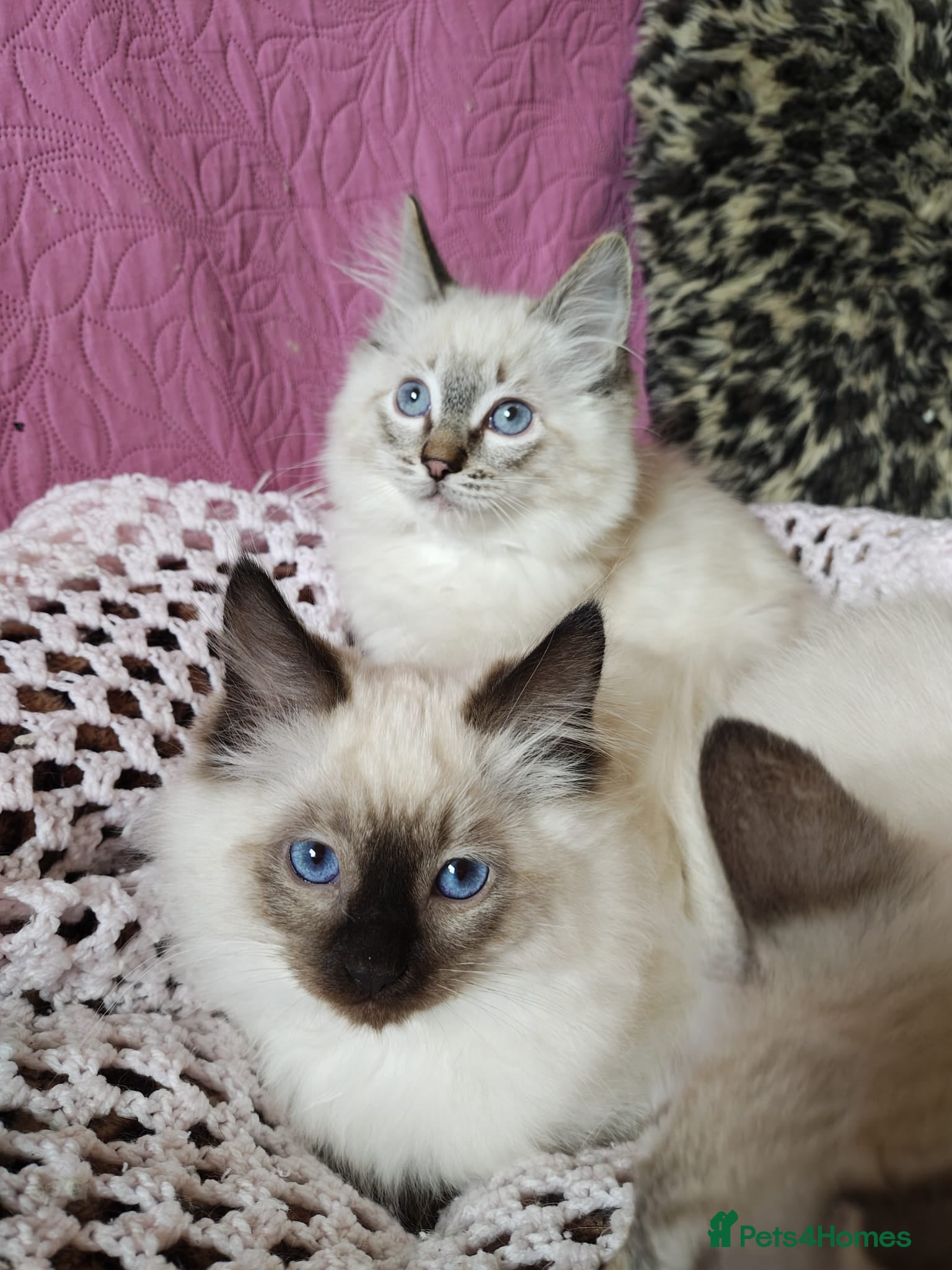 Ragdoll cats 💖Beautiful GCCF Registered Ragdoll Kittens. - Advert 2