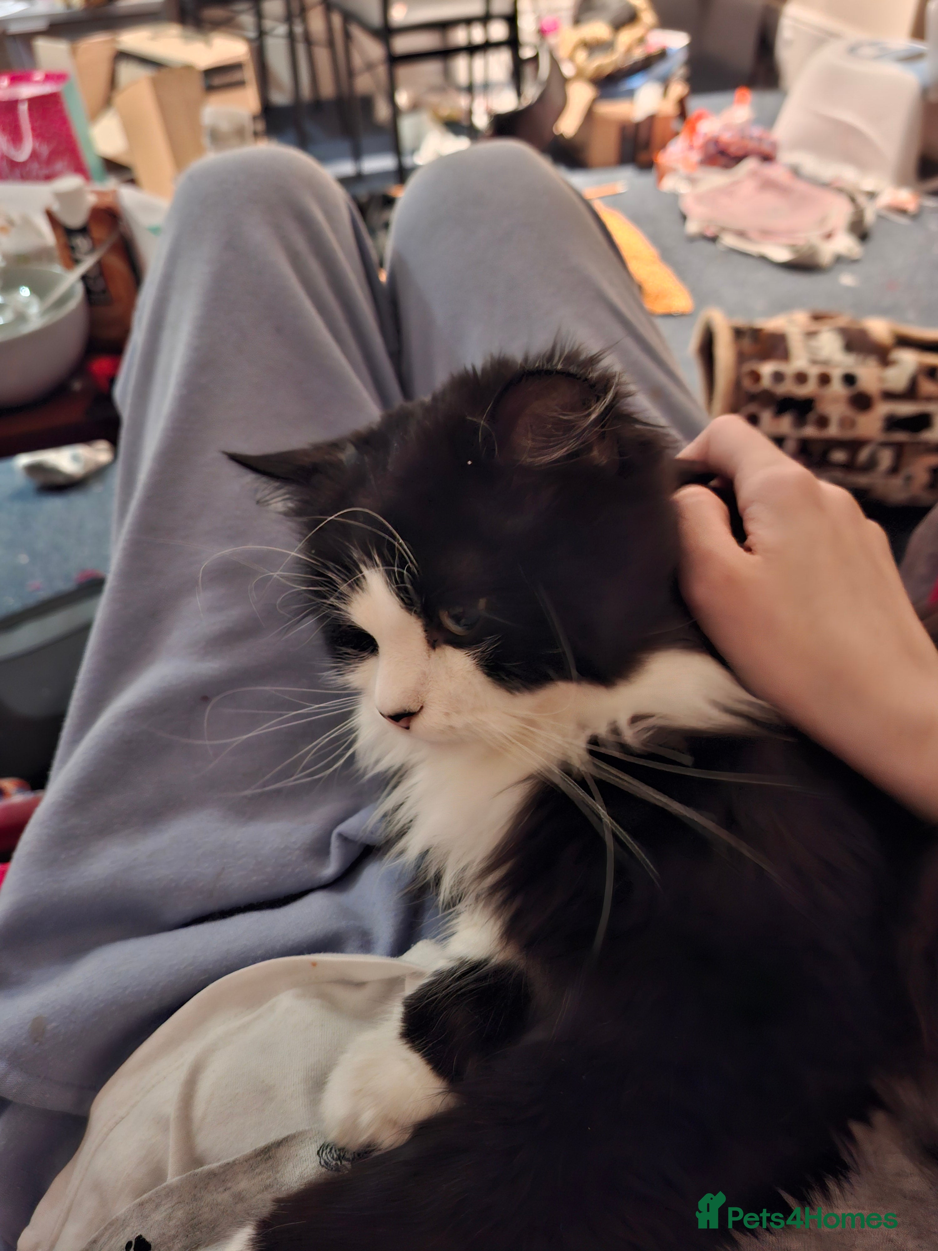 Mixed Breed cats Shadow - Advert 3