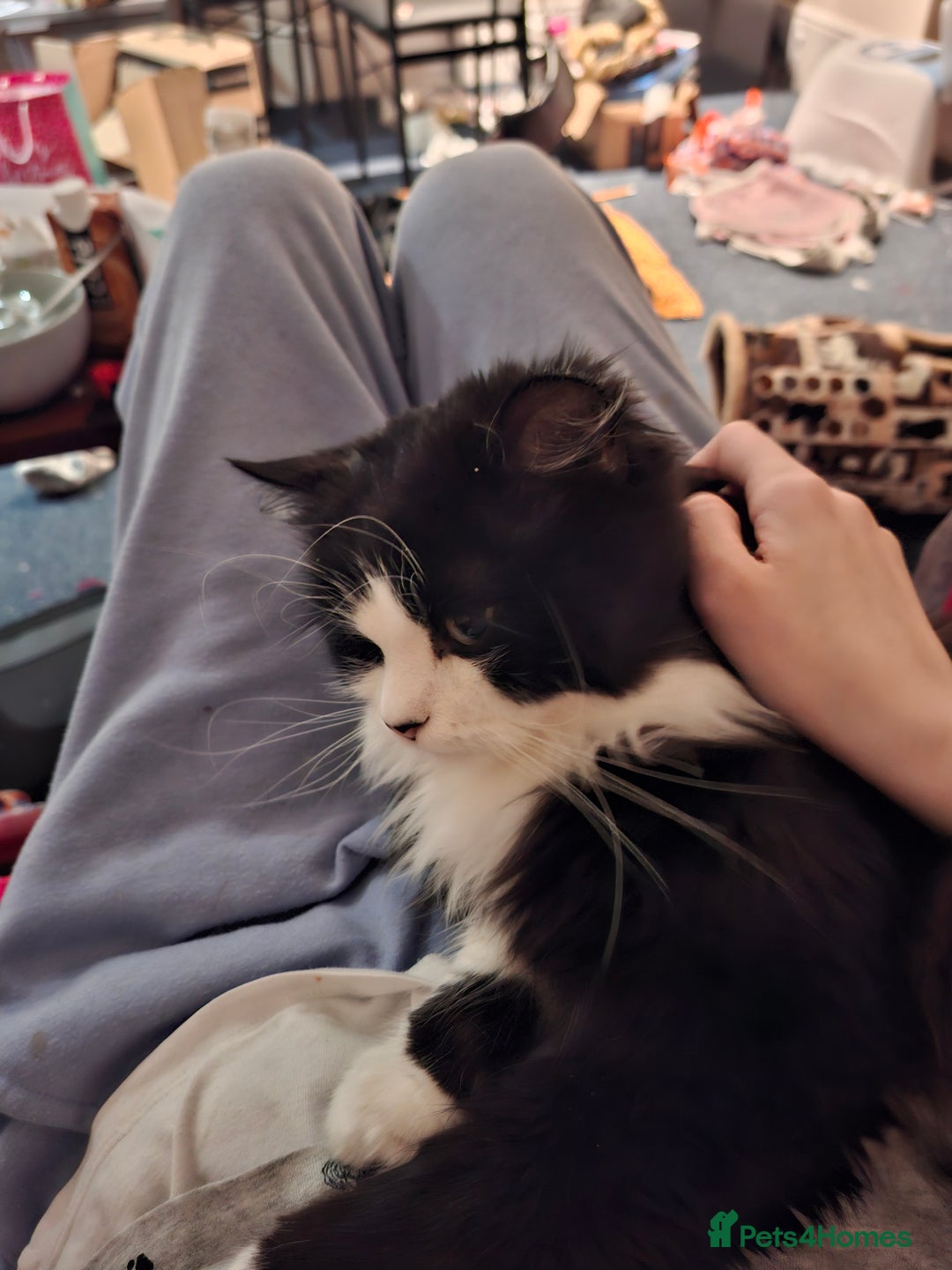 Mixed Breed cats for sale: Shadow - Advert 1