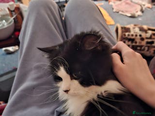 Mixed Breed cats Shadow - Advert 7