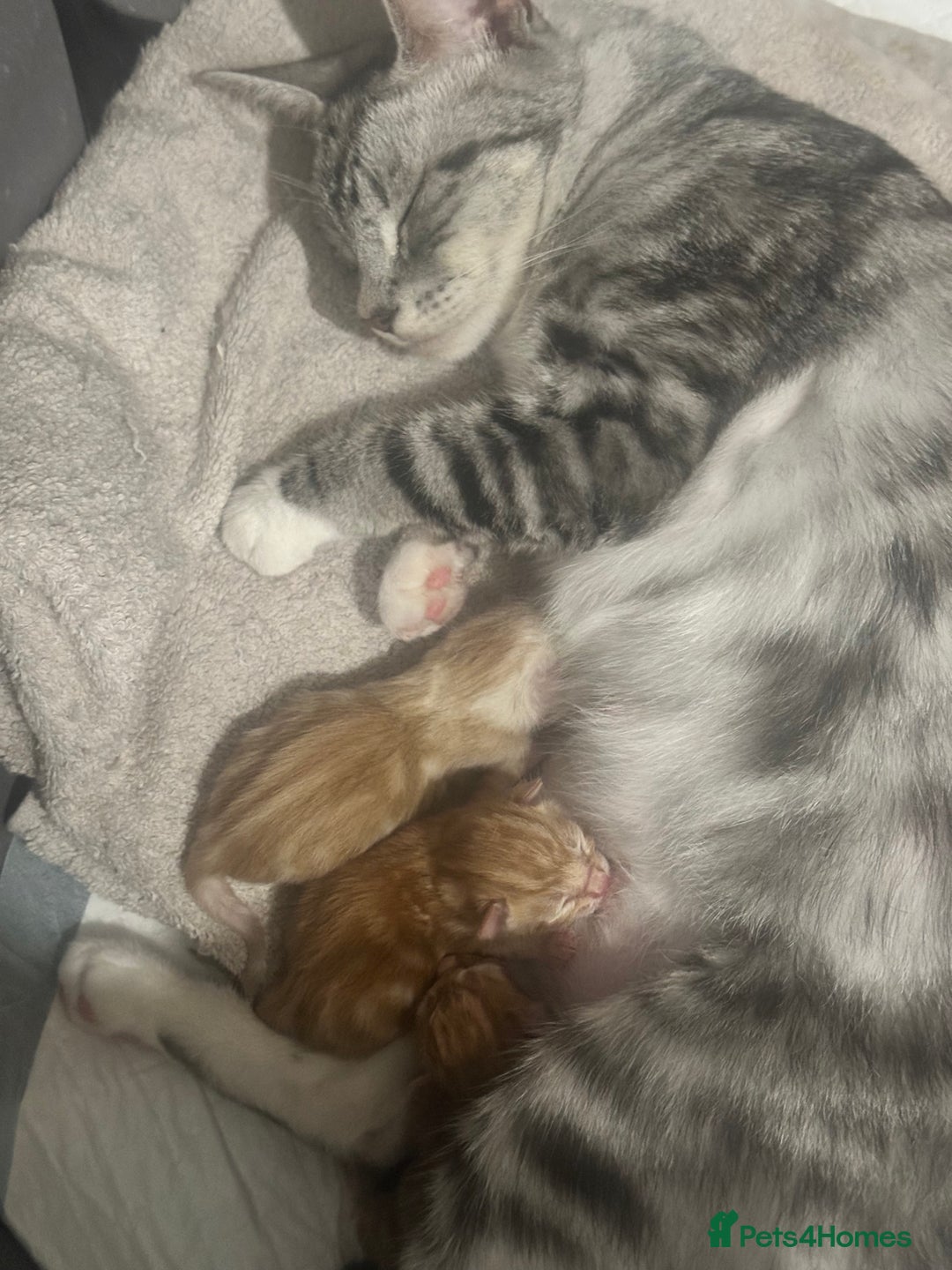 Domestic Shorthair cats for sale: Ginger / Grey&Silver Kitten for sale  - Image 9