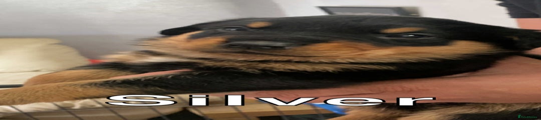 Rottweiler Puppy 1