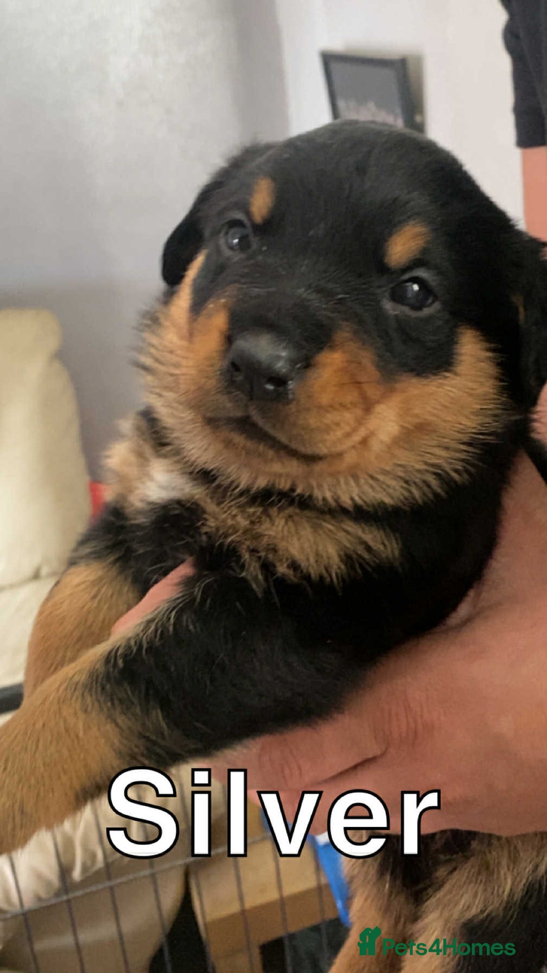 Rottweiler dogs for sale: Big Chunky litter of 7 Rottweilers  - Image 5