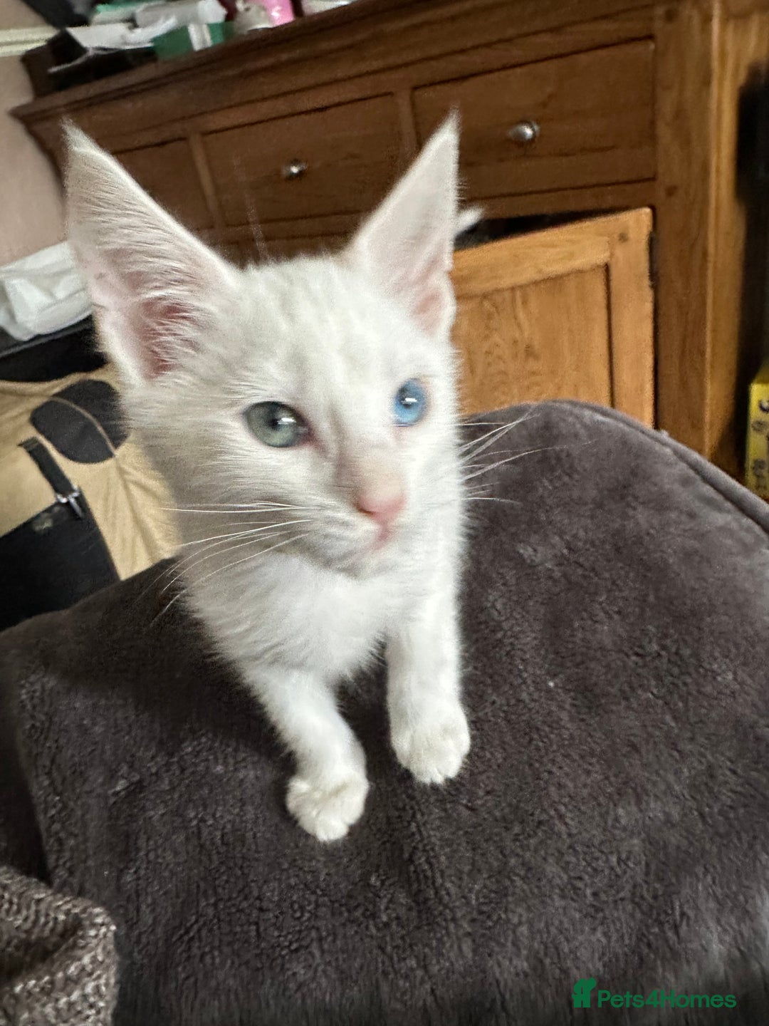 Turkish Angora cats for sale: Mainecoon x  - Image 9
