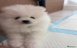 Pomeranian dogs for sale: Adorable White Teddy-Bear Pom Puppies! - Image 27