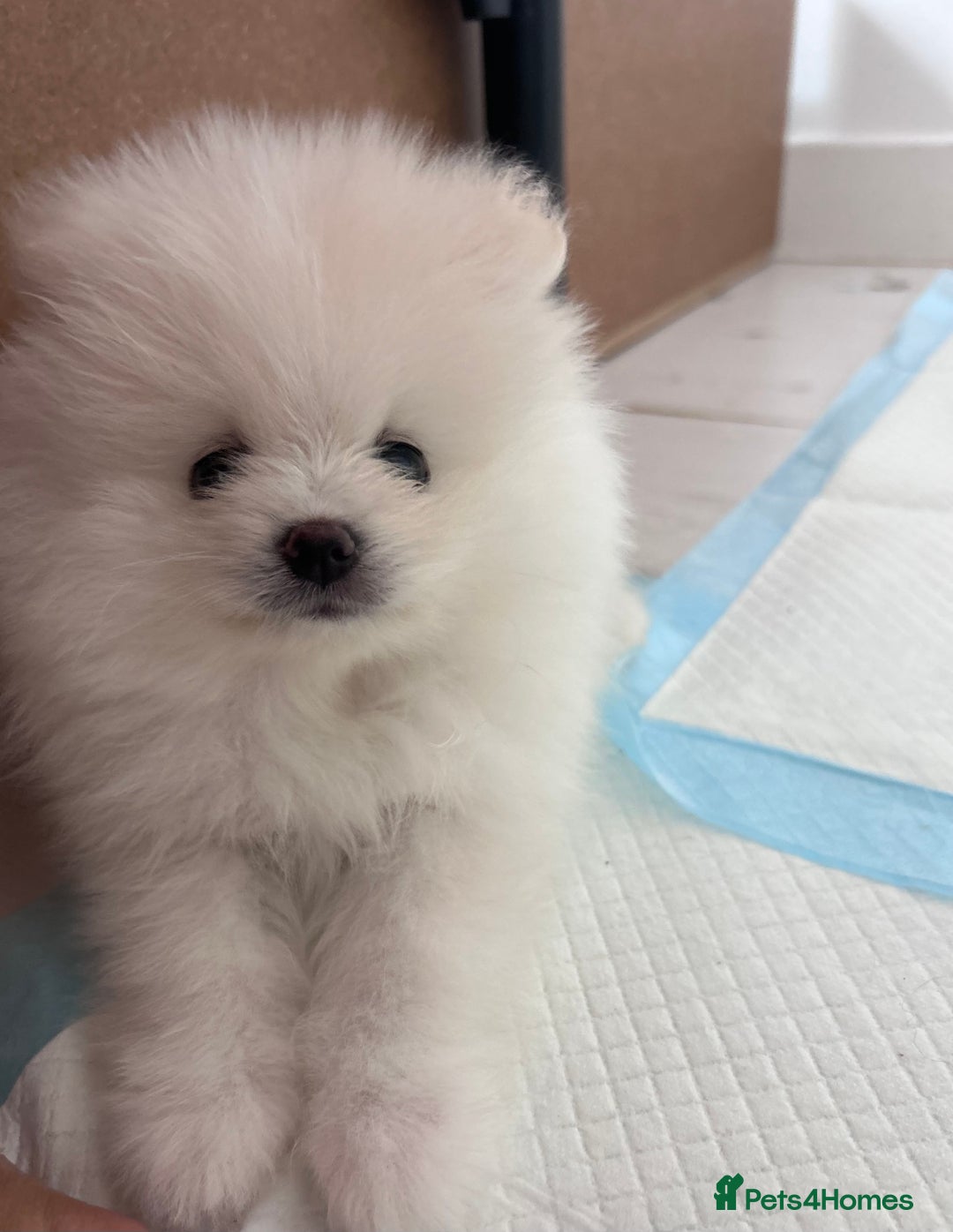 Pomeranian dogs for sale: Adorable White Teddy-Bear Pom Puppies! - Image 27