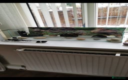 Axolotl reptiles for sale: Axolotl  - Advert 2