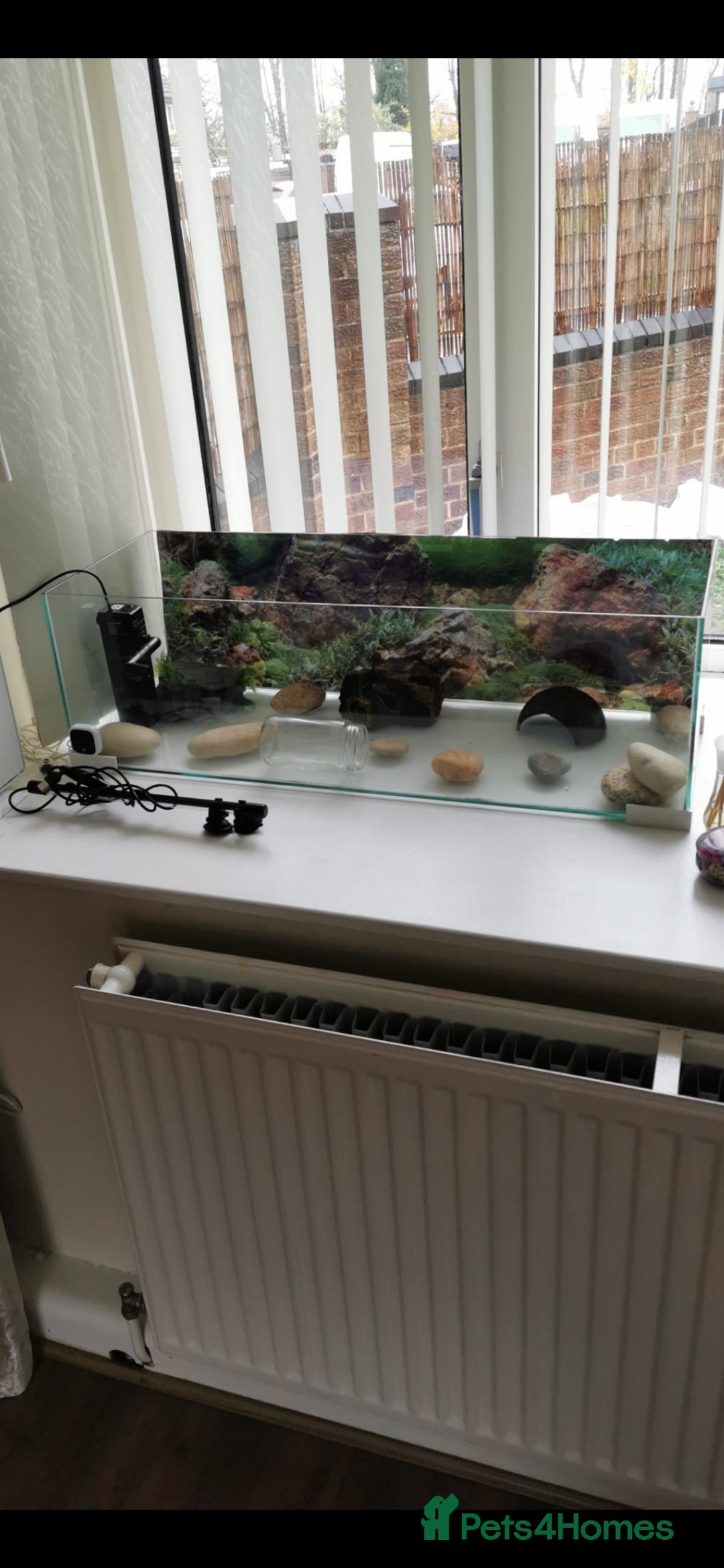 Axolotl reptiles for sale: Axolotl  - Advert 2