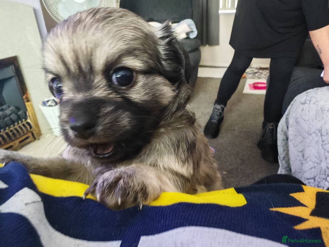 Chihuahua dogs for sale: Chihuahua puppies for sale - Image 25